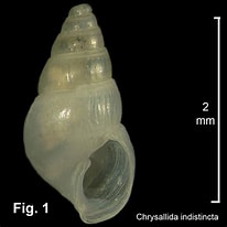 Image result for "chrysallida Indistincta". Size: 206 x 206. Source: seashellsofnsw.org.au