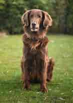 Biletresultat for Flat Coated Retriever. Storleik: 146 x 206. Kjelde: www.omlet.co.uk