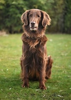 Bilderesultat for Flat Coated Retriever. Størrelse: 146 x 206. Kilde: www.omlet.co.uk