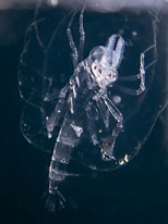 Image result for "Phronima Curvipes". Size: 154 x 206. Source: www.inaturalist.org