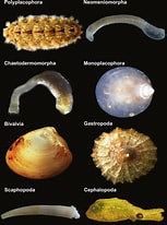 Afbeeldingsresultaten voor Mollusca pendula. Grootte: 153 x 206. Bron: www.researchgate.net