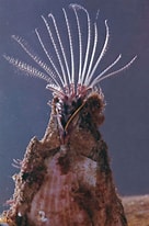 Image result for "sacculina Atlântica". Size: 136 x 206. Source: www.britannica.com
