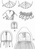 Image result for "trichydra Pudica". Size: 150 x 206. Source: www.researchgate.net