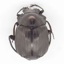 Image result for "gaillardiellus Lobipes". Size: 206 x 206. Source: identomologica.com
