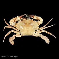 Image result for "charybdis Acutifrons". Size: 206 x 206. Source: www.crustaceology.com
