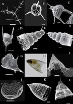 Image result for "tetraplecta Pinigera". Size: 145 x 206. Source: www.researchgate.net