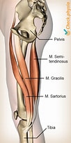 Afbeeldingsresultaten voor Musculus Gracilis Pees. Grootte: 102 x 206. Bron: www.physiocheck.ca