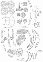 Image result for Stichopus horrens Anatomie. Size: 144 x 206. Source: www.researchgate.net