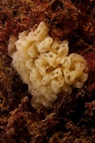 Image result for "clathrina Cerebrum". Size: 137 x 206. Source: www.inaturalist.org