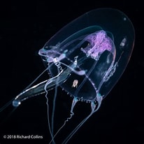 Image result for "merga Violacea". Size: 206 x 206. Source: www.marinespecies.org