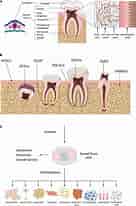 Image result for Dental Pulp cells. Size: 136 x 206. Source: www.frontiersin.org