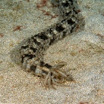 Image result for Synapta maculata Stam. Size: 206 x 206. Source: scuba.spanglers.com