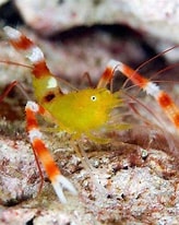 Image result for Stenopus zanzibaricus. Size: 164 x 206. Source: aquariumdepot.com