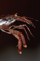 Image result for "pontophilus Norvegicus". Size: 136 x 206. Source: www.descna.com