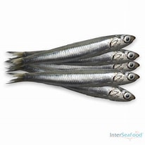 Image result for Ansjovis Anatomie. Size: 206 x 206. Source: www.interseafood.nl