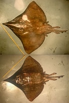Image result for Dipturus nidarosiensis Familie. Size: 138 x 206. Source: shark-references.com