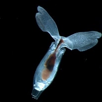 Billedresultat for "cuvierinacolumella Columella". størrelse: 206 x 206. Kilde: pelagics.myspecies.info