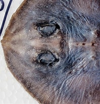 Image result for Neoraja caerulea Anatomie. Size: 198 x 206. Source: shark-references.com