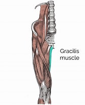 Afbeeldingsresultaten voor Musculus Gracilis Gray's Anatomy. Grootte: 167 x 206. Bron: geekymedics.com