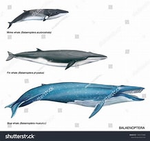 Image result for Balaenoptera Stam. Size: 218 x 206. Source: www.pinterest.com