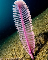 Image result for Virgulariidae. Size: 164 x 206. Source: www.aquaportail.com