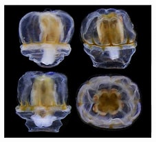 Image result for "tesserogastria Musculosa". Size: 227 x 206. Source: invertebrate.w.uib.no