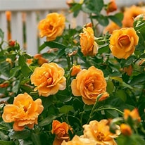 Risultato immagine per Orange Rose Bush. Dimensioni: 206 x 206. Fonte: www.homedepot.com