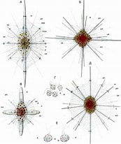 Afbeeldingsresultaten voor "acanthostaurus Purpurascens". Grootte: 173 x 206. Bron: www.zoology.bio.spbu.ru