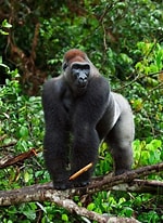 Image result for "chirodropus Gorilla". Size: 150 x 206. Source: wikipoint.blog