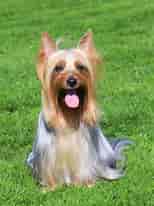 Image result for Australian Silky Terrier Temperament. Size: 154 x 206. Source: dogtemperament.com
