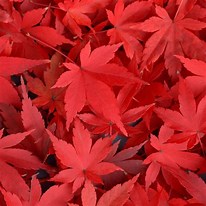 Tamaño de Resultado de imágenes de Red Maple Leaves.: 206 x 206. Fuente: www.ilikewallpaper.net