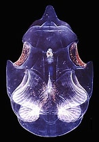 Afbeeldingsresultaten voor "oikopleura Labradoriensis". Grootte: 145 x 206. Bron: oceanexplorer.noaa.gov