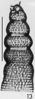 Image result for "botryostrobus Auritus/australis". Size: 73 x 206. Source: www.radiolaria.org