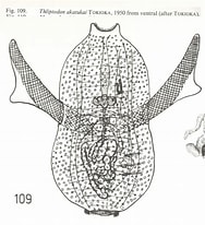 Image result for "thliptodon Akatsuki". Size: 188 x 206. Source: pelagics.myspecies.info