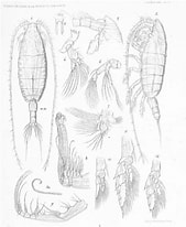 Image result for "bathycalanus Richardi". Size: 169 x 206. Source: www.marinespecies.org