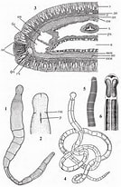 Image result for Protubulanus theeli Stam. Size: 134 x 206. Source: www.researchgate.net