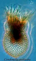 Image result for "codonella Perforata". Size: 123 x 206. Source: www.marinespecies.org