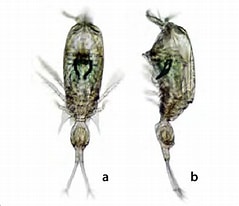 Image result for Corycaeus Species. Size: 239 x 206. Source: www.researchgate.net