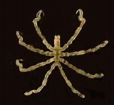 Image result for "anoplodactylus Pygmaeus". Size: 224 x 206. Source: pole-lagunes.org