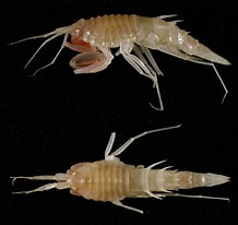 Image result for Rhachotropis Oculta. Size: 218 x 206. Source: www.researchgate.net
