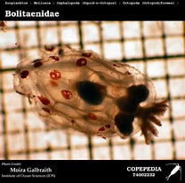Afbeeldingsresultaten voor Bolitaenidae. Grootte: 208 x 206. Bron: www.st.nmfs.noaa.gov