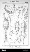 Afbeeldingsresultaten voor "eudorellopsis Deformis". Grootte: 119 x 206. Bron: www.alamy.com