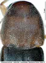 Afbeeldingsresultaten voor "nuculoma Tenuis". Grootte: 150 x 206. Bron: coleonet.de