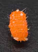 Image result for "paramisophria Giselae". Size: 150 x 206. Source: bugguide.net