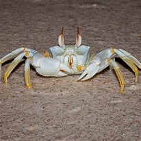 Image result for Horned Eye Ghost Crab. Size: 206 x 206. Source: parksaustralia.gov.au