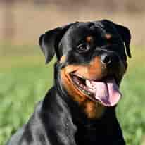 Image result for Rottweiler. Size: 206 x 206. Source: www.elmueble.com