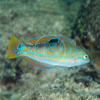 Image result for "halichoeres Radiatus". Size: 206 x 206. Source: aquaticsunlimited.com