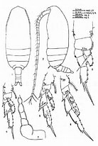 Image result for "acrocalanus Longicornis". Size: 138 x 206. Source: www.researchgate.net