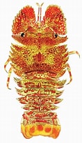 Afbeeldingsresultaten voor "parribacus Perlatus". Grootte: 118 x 206. Bron: www.researchgate.net