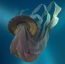 Image result for "stygiomedusa Gigantea". Size: 208 x 206. Source: www.pinterest.com